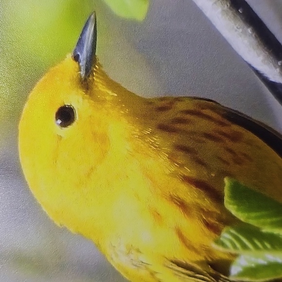 4x6‎ Yellow Warbler Bird Photography Oil Painting Art Print - Picture 2 of 4
